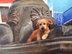 Buy a print like this to help animals.